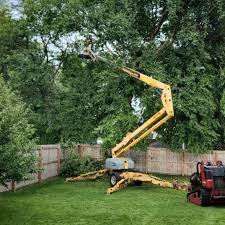 Seasonal Cleanup (Spring/Fall) in Justice, IL