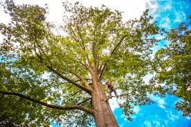 Best Tree Removal  in Justice, IL