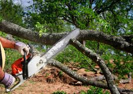 Lawn Renovation and Restoration in Justice, IL