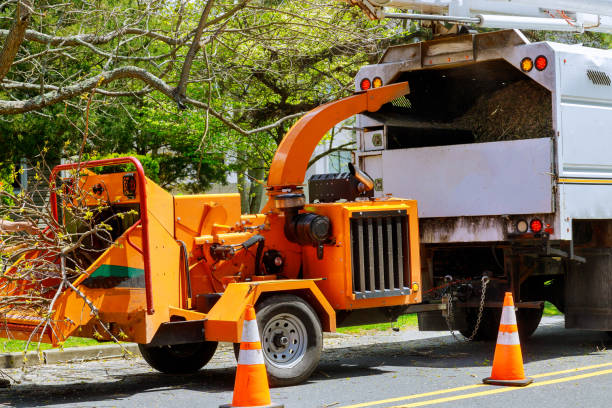 How Our Tree Care Process Works  in  Justice, IL