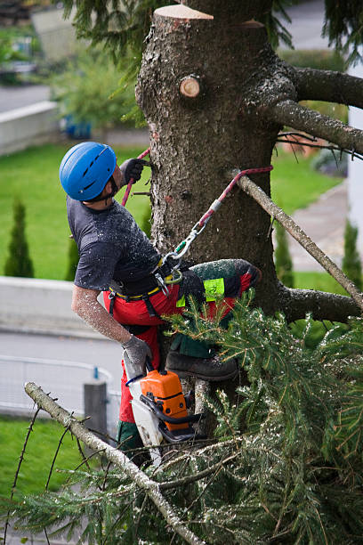 Tree and Shrub Care in Justice, IL