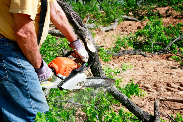 Best Emergency Tree Removal  in Justice, IL